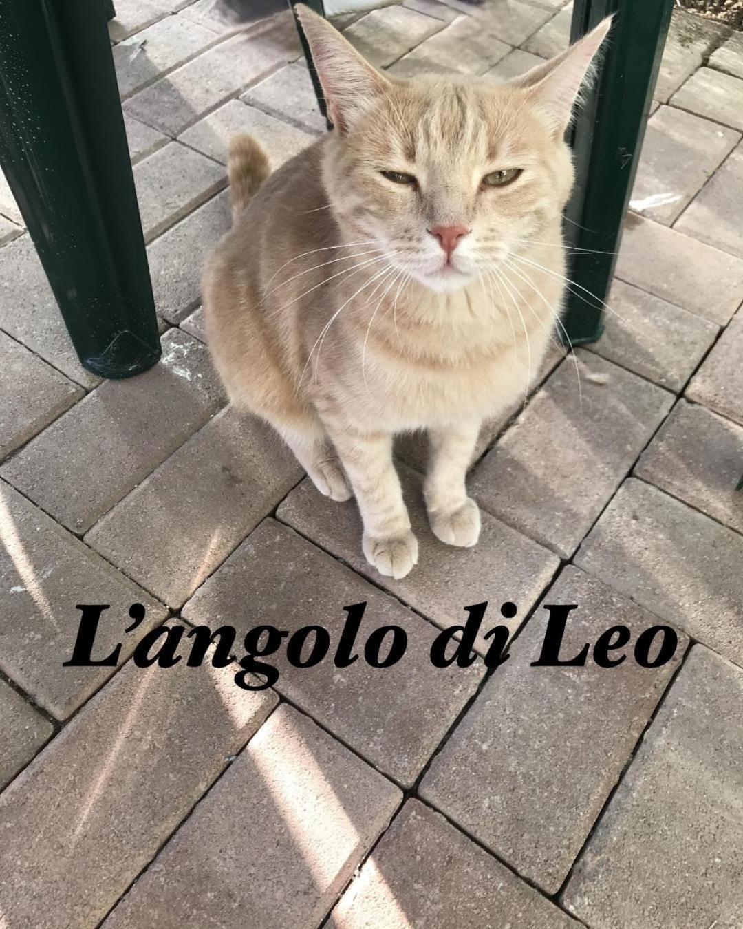 L'Angolo Di Leo Borgofranco d'Ivrea Eksteriør billede